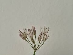Allium moschatum