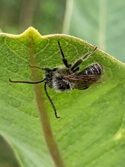 Melissodes druriellus