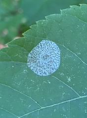 Phyllonorycter tiliacella