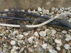 Lampropeltis holbrooki