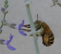 Amegilla quadrifasciata