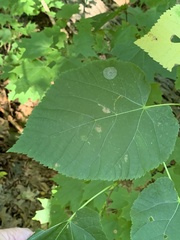 Phyllonorycter tiliacella