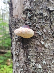 Fomitopsis pinicola