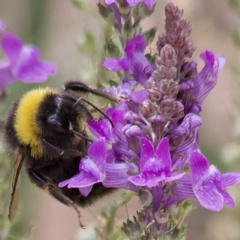 Bombus lucorum