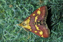 Pyrausta purpuralis