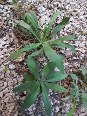 Erigeron sumatrensis
