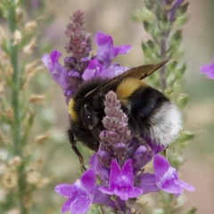 Bombus lucorum
