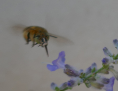 Amegilla quadrifasciata