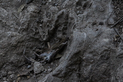 Apodemus sylvaticus