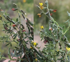 Melolobium lampolobum