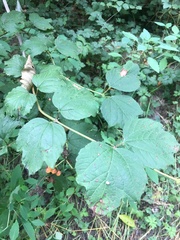 Viburnum opulus opulus