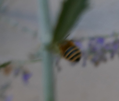 Amegilla quadrifasciata