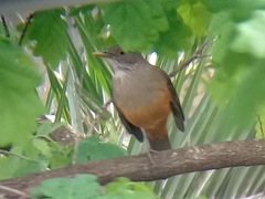 Turdus rufiventris