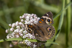 Junonia grisea