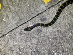 Lycodon flavozonatus