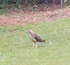 Buteo jamaicensis