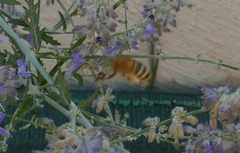 Amegilla quadrifasciata