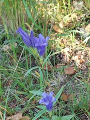 Gentiana pneumonanthe