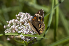 Junonia grisea