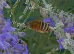 Amegilla quadrifasciata