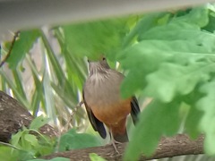 Turdus rufiventris