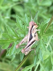 Melanoplini
