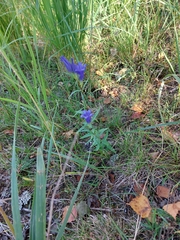 Gentiana pneumonanthe