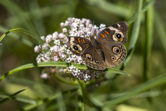 Junonia grisea