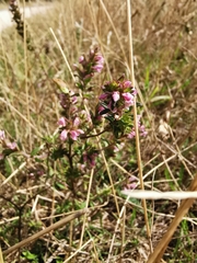 Odontites vernus