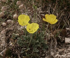 Papaver alpinum