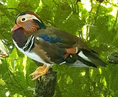 Aix galericulata