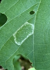 Phyllonorycter lucetiella