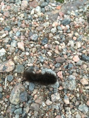 Spilosoma lubricipeda