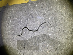 Lycodon flavozonatus