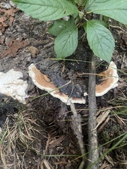 Heterobasidion annosum