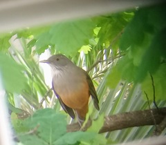 Turdus rufiventris
