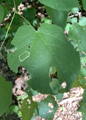 Phyllonorycter lucetiella