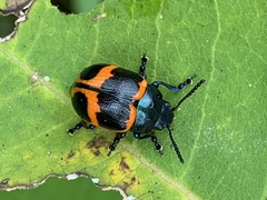 Labidomera clivicollis