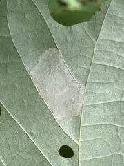 Phyllonorycter lucetiella