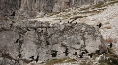 Pyrrhocorax graculus