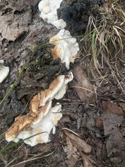 Heterobasidion annosum
