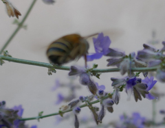 Amegilla quadrifasciata