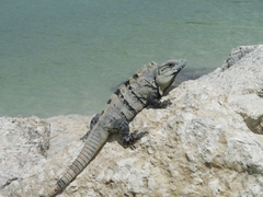 Ctenosaura similis