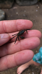 Hemigrapsus sanguineus