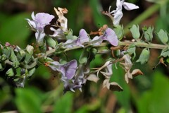 Teucrium canadense