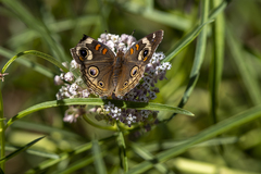 Junonia grisea