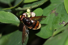 Volucella zonaria