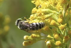 Bembix