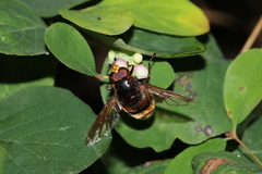 Volucella zonaria