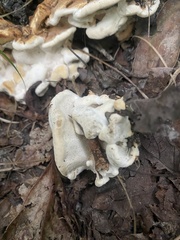 Heterobasidion annosum